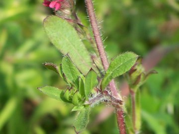 Una Silene rossa - Silene gallica